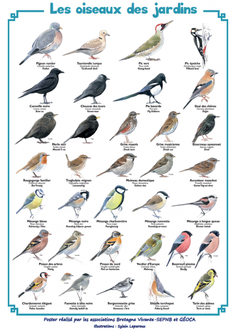 Apprenons Observer Et Identifier Les Oiseaux De Nos Jardins Penmarc H